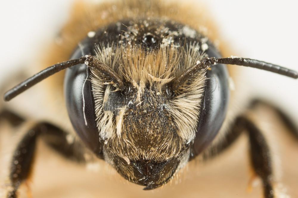  Hoplitis tridentata (Dufour & Perris, 1840)