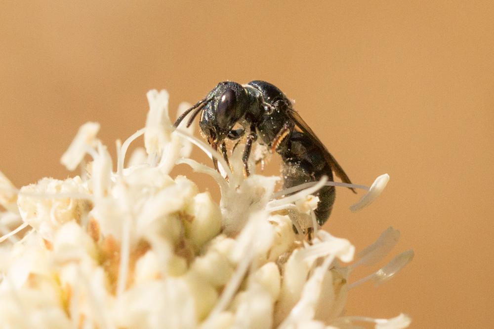 Cératine gravide Ceratina gravidula Gerstäcker, 1869