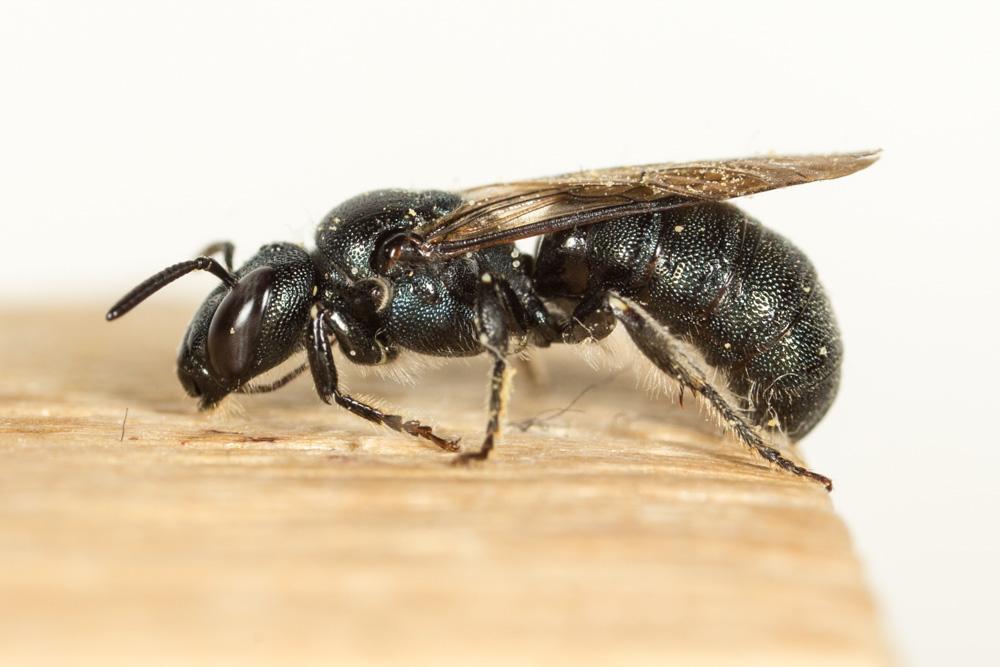 Cératine gravide Ceratina gravidula Gerstäcker, 1869