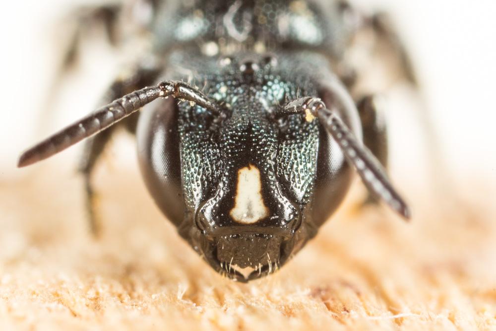 Cératine gravide Ceratina gravidula Gerstäcker, 1869