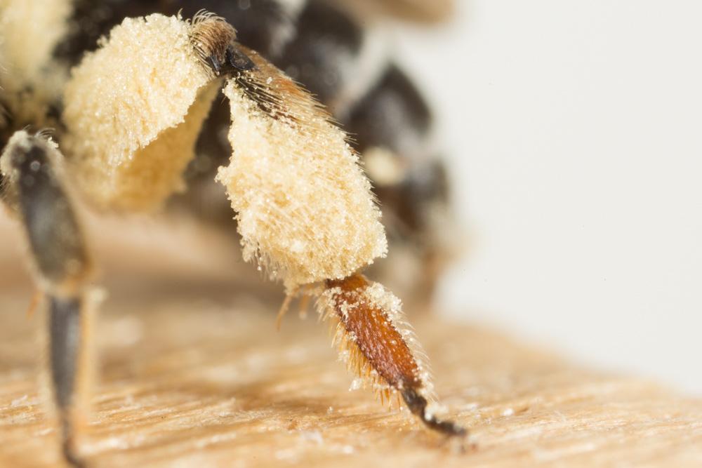  Andrena Fabricius, 1775