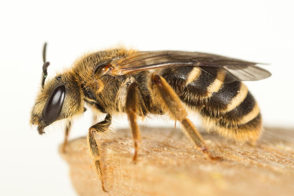  Halictus fulvipes (Klug, 1817)