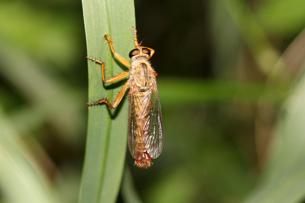  Aneomochtherus flavicornis (Ruthe, 1831)