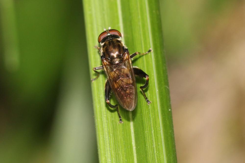  Chalcosyrphus nemorum (Fabricius, 1805)