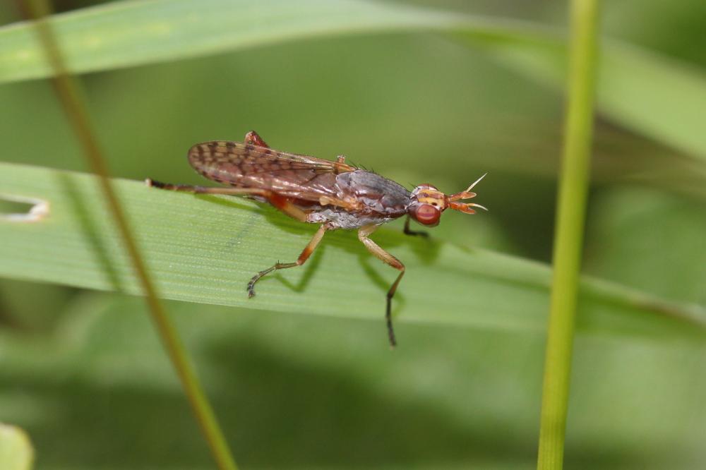 Dichetophora obliterata (Fabricius, 1805)