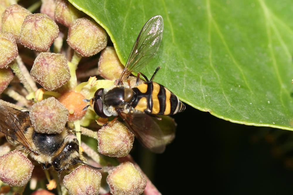  Didea fasciata Macquart, 1834