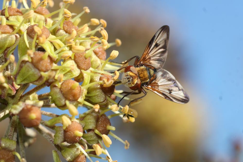  Ectophasia crassipennis (Fabricius, 1794)