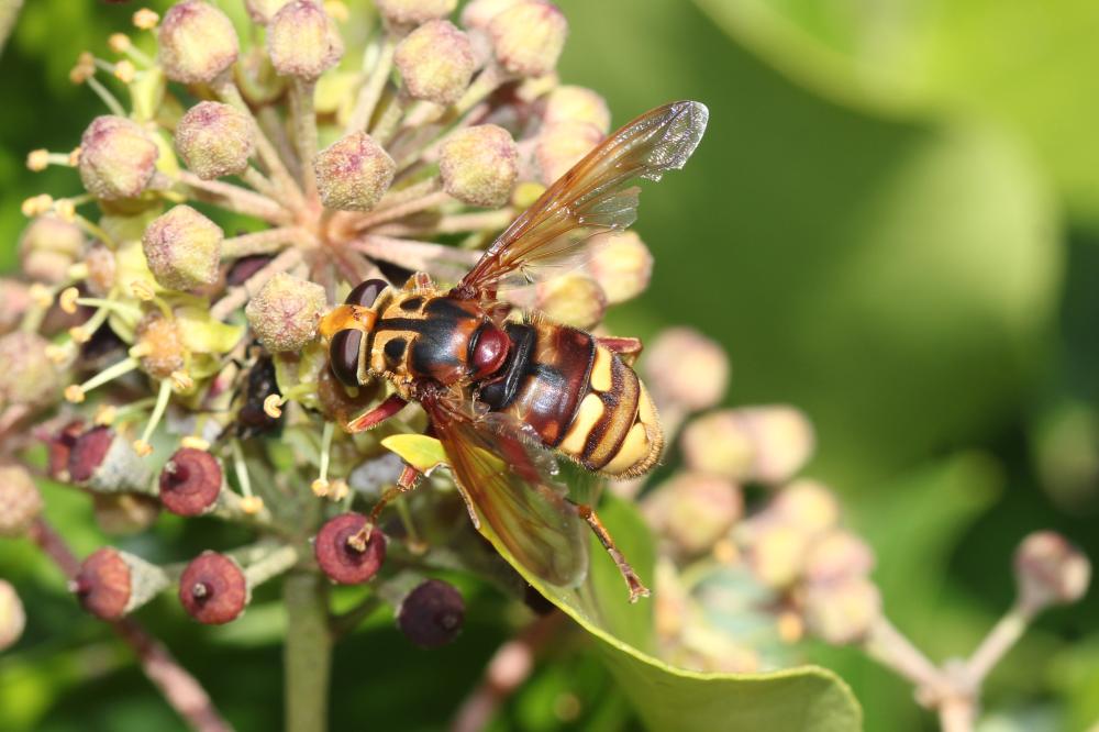 Milésie faux-frelon Milesia crabroniformis (Fabricius, 1775)