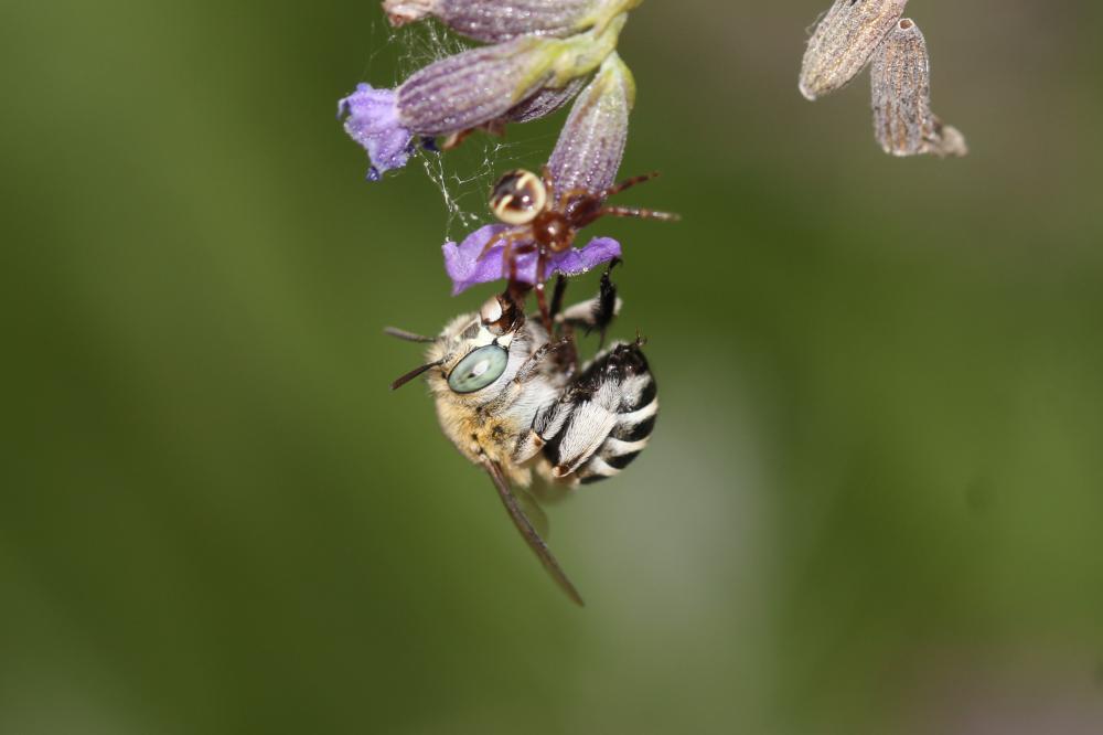 Amégille à joues blanches Amegilla albigena (Lepeletier, 1841)