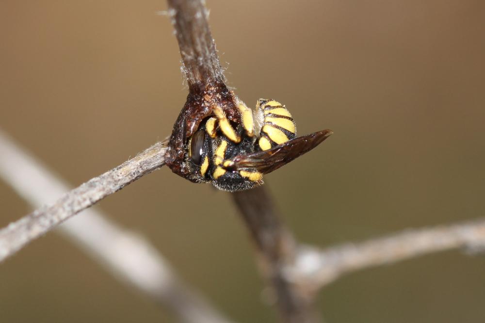  Anthidiellum strigatum (Panzer, 1805)