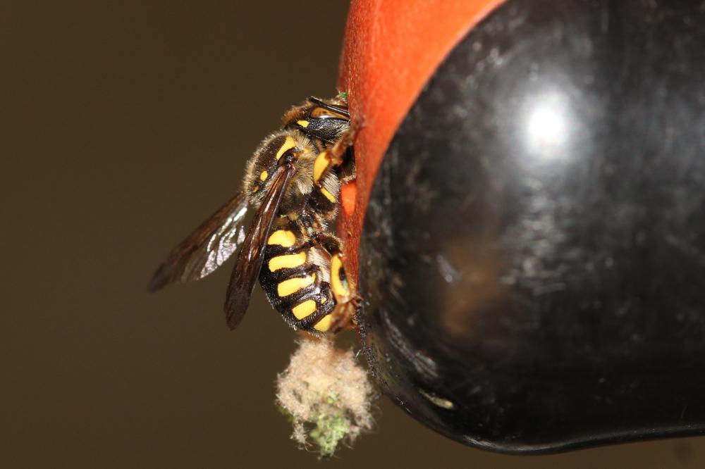  Anthidium florentinum (Fabricius, 1775)