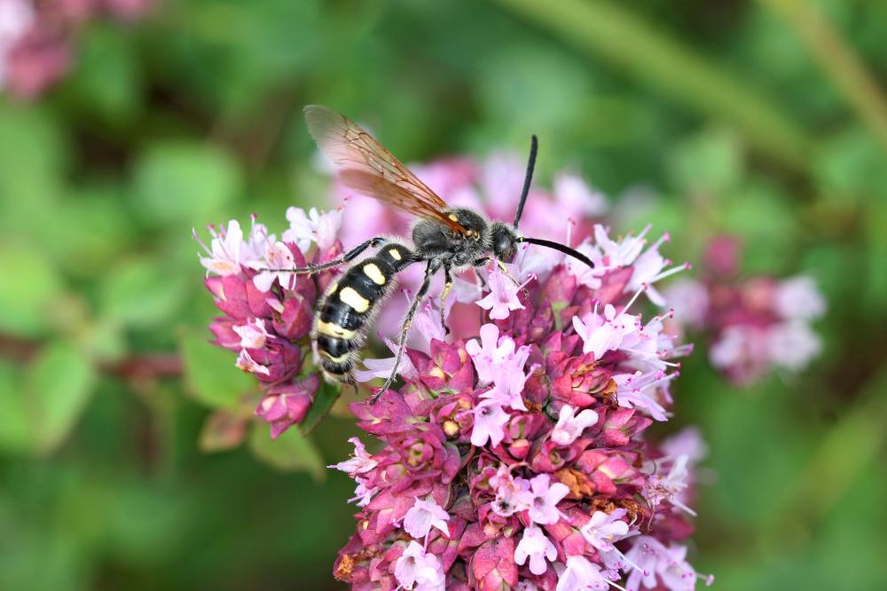  Colpa sexmaculata (Fabricius, 1781)