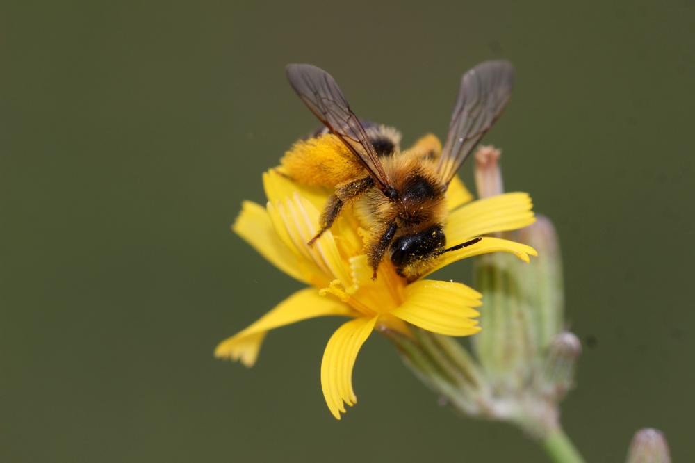  Dasypoda hirtipes (Fabricius, 1793)