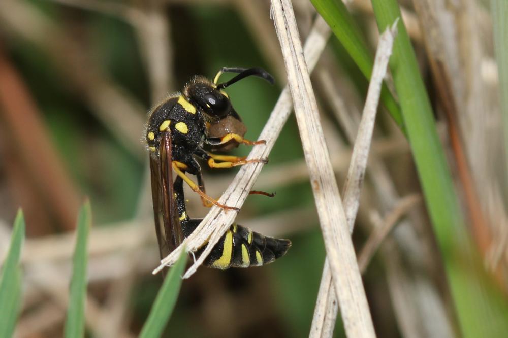  Eumenes Latreille, 1802