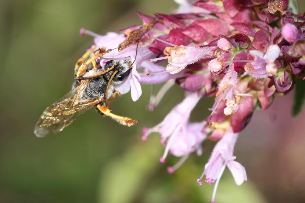  Halictus cochlearitarsis (Dours, 1872)