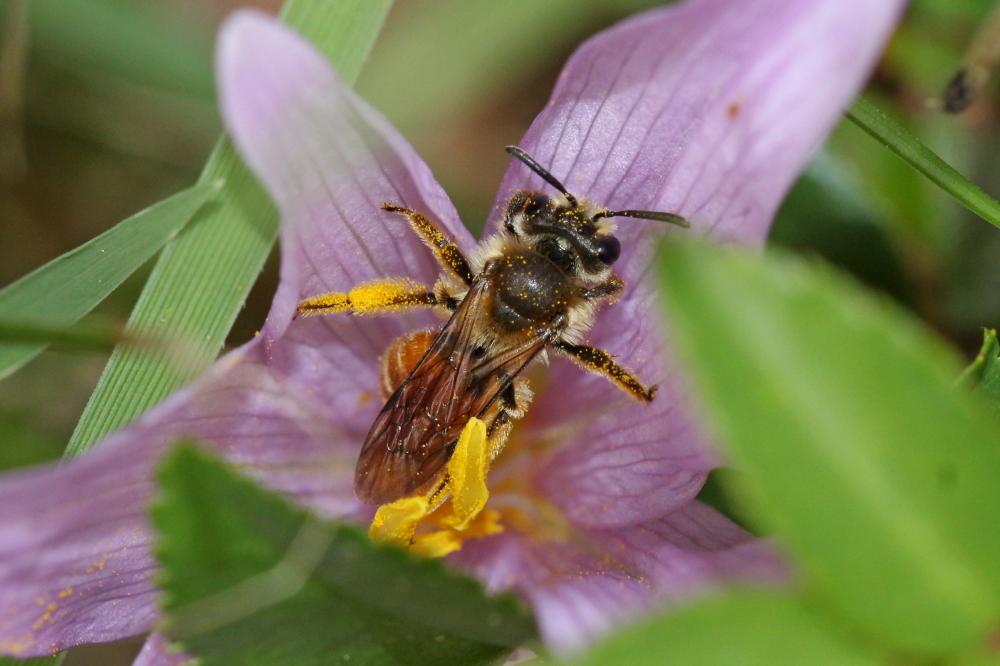  Andrena pellucens Pérez, 1895