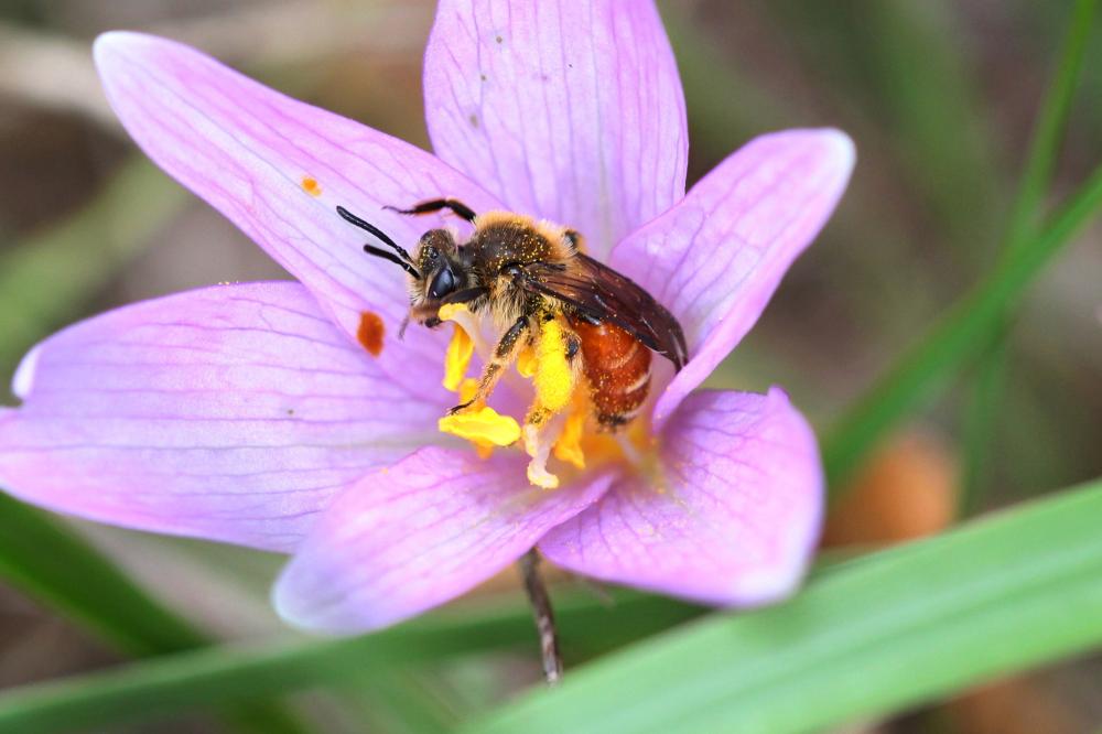  Andrena pellucens Pérez, 1895