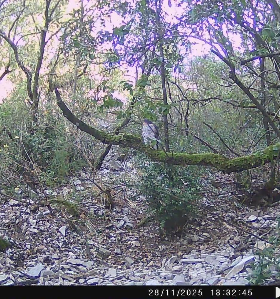 Autour des palombes Accipiter gentilis (Linnaeus, 1758)