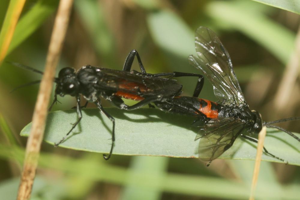 Mouche-à-scie noire, avec le milieu du ventre fauv Macrophya annulata (Geoffroy, 1785)