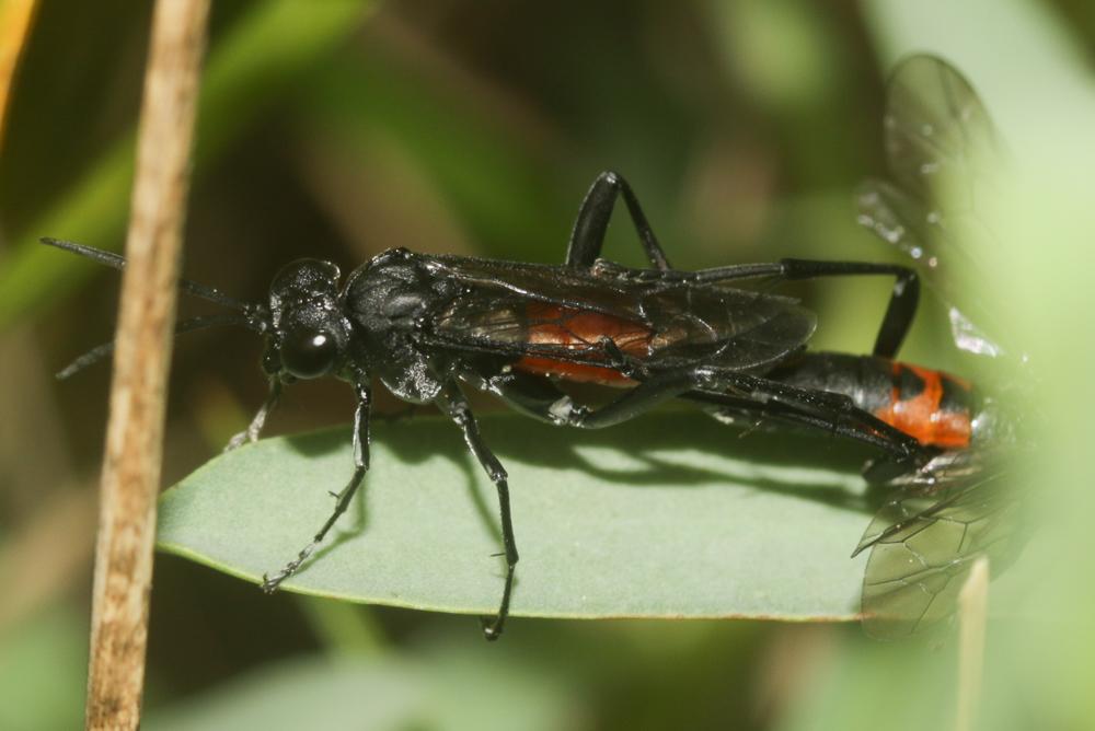 Mouche-à-scie noire, avec le milieu du ventre fauv Macrophya annulata (Geoffroy, 1785)