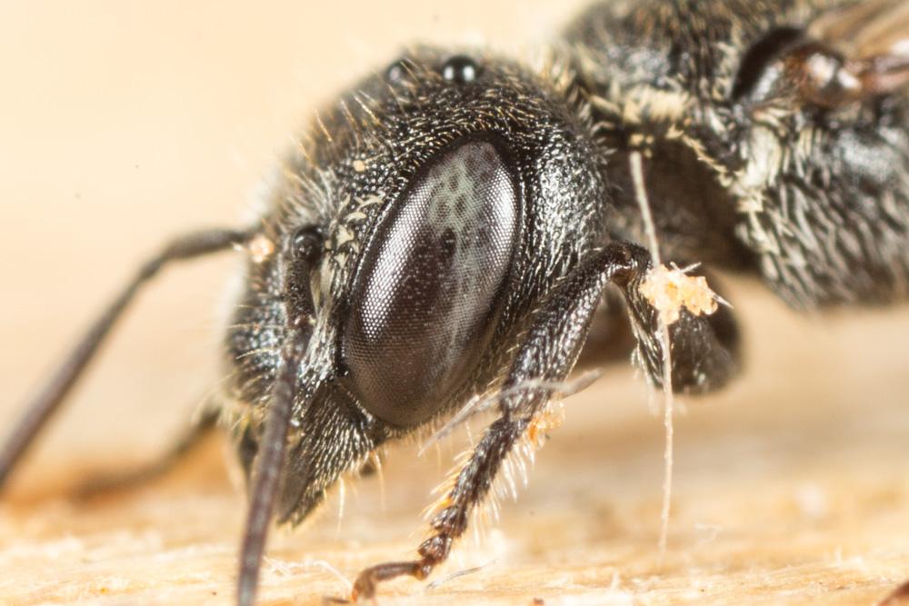 Protosmia minutula (Pérez, 1896)