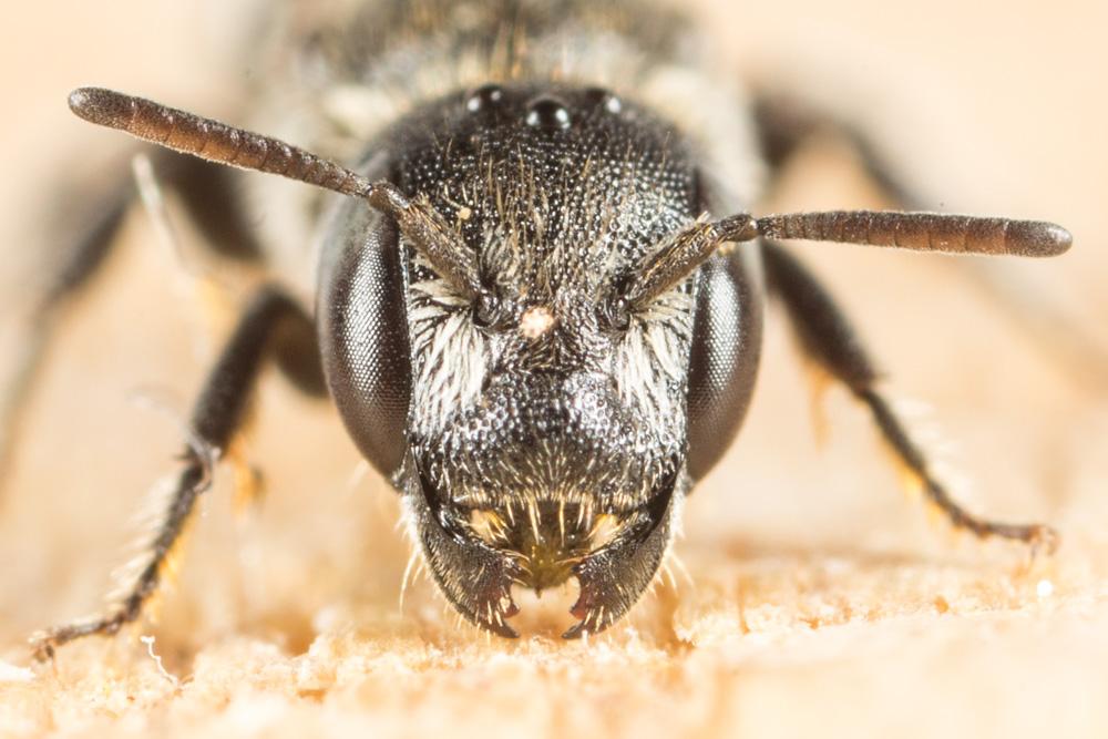 Protosmia minutula (Pérez, 1896)