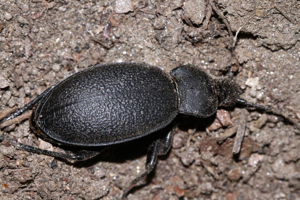 Procrustes Bonelli, 1810