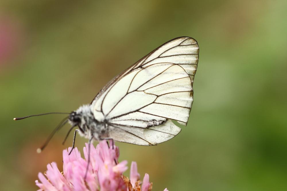 Gazé (Le), Piéride de l'Aubépine (La), Piéride gaz Aporia crataegi (Linnaeus, 1758)