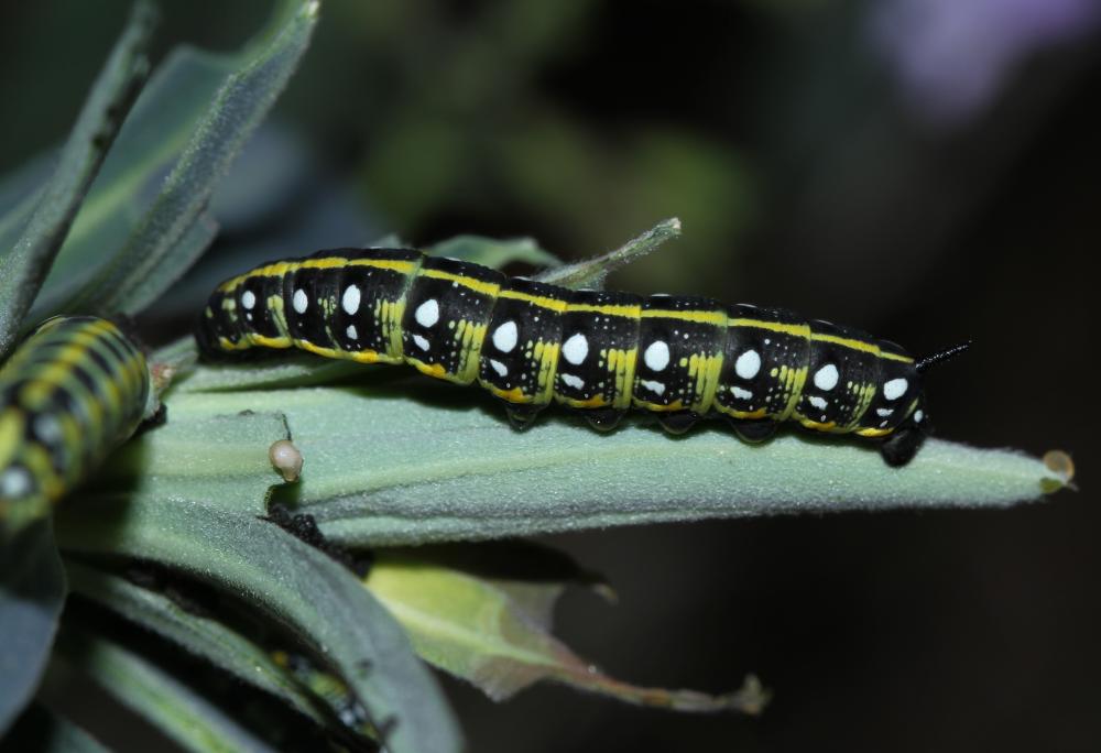 Sphinx de l'Euphorbe (Le) Hyles euphorbiae (Linnaeus, 1758)
