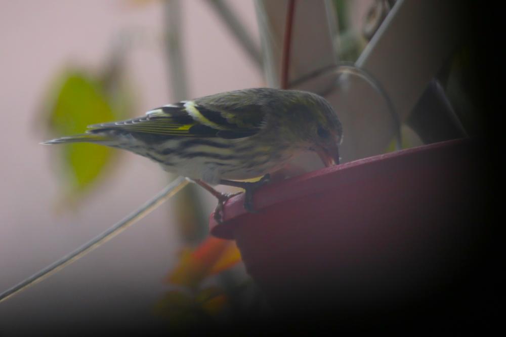 Tarin des aulnes Carduelis spinus (Linnaeus, 1758)