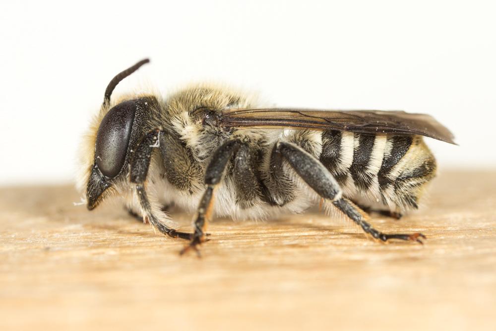 Megachile pilicrus Morawitz, 1877