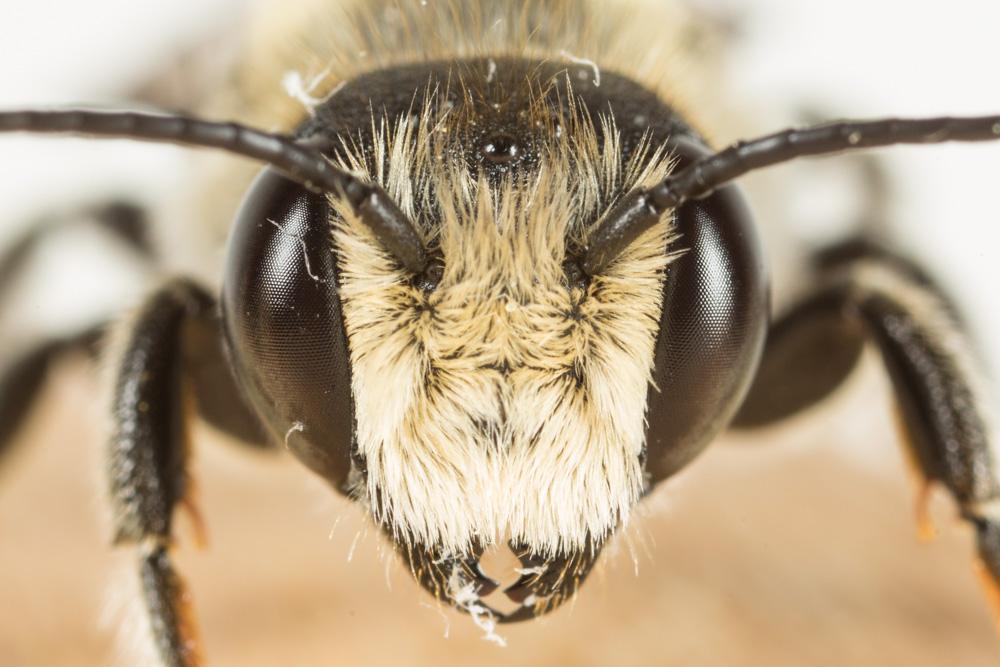 Megachile pilicrus Morawitz, 1877