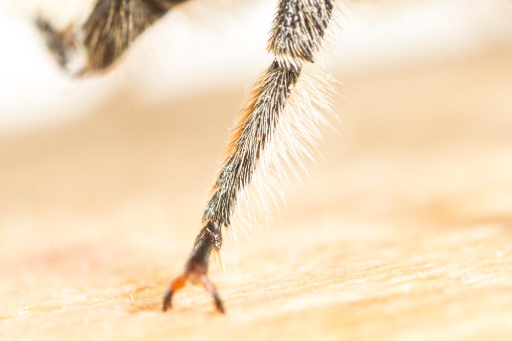 Megachile pilicrus Morawitz, 1877