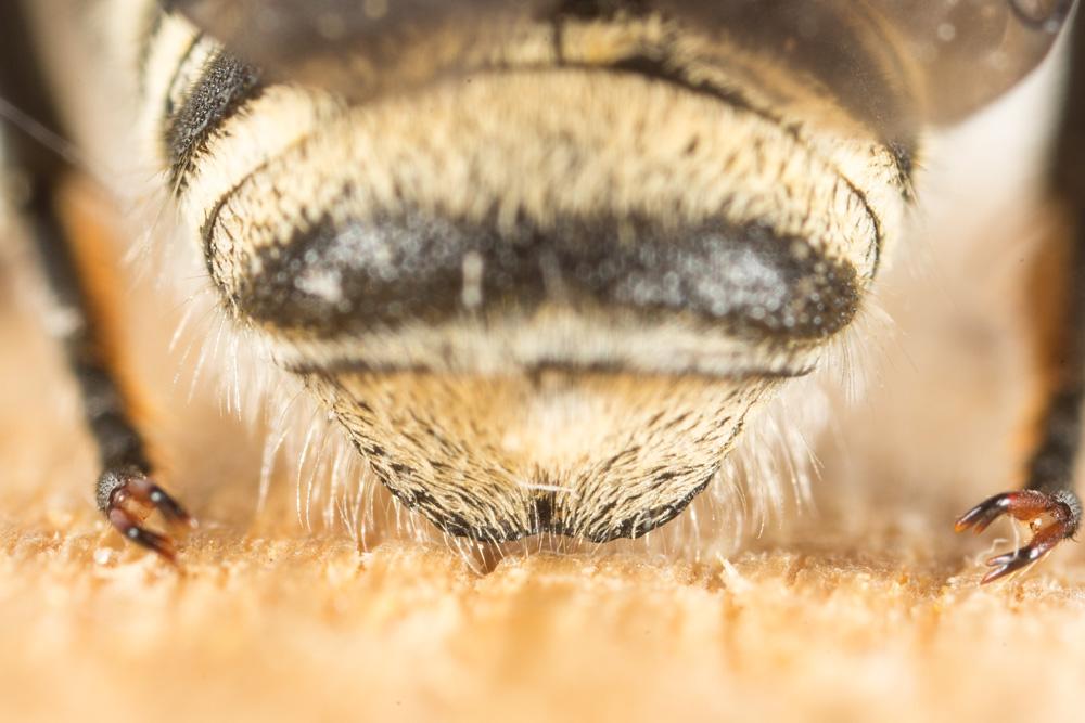 Megachile pilicrus Morawitz, 1877