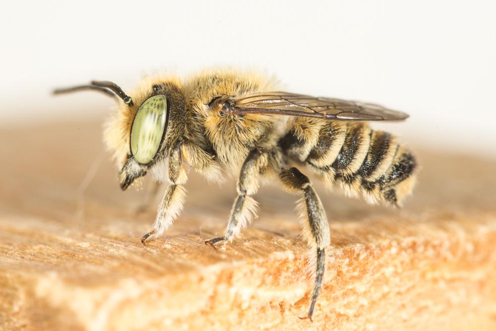 Megachile leachella Curtis, 1828