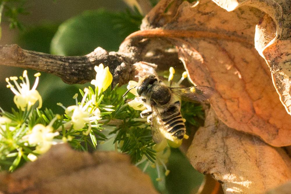 Megachile pilidens Alfken, 1924