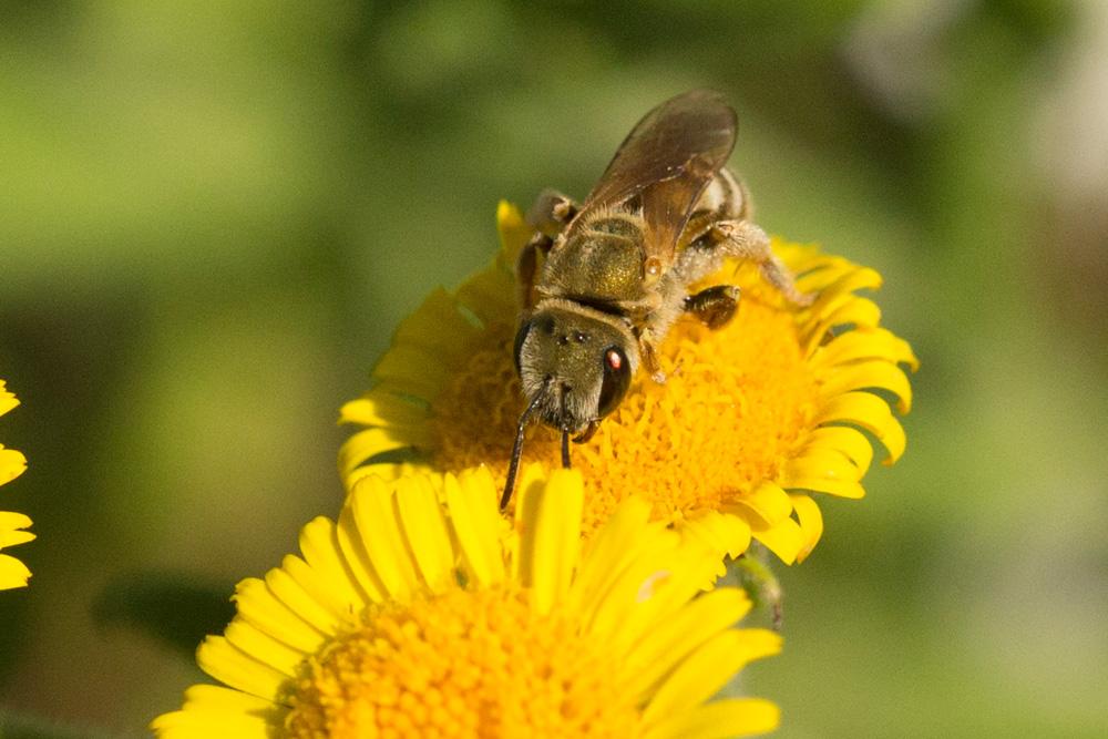 Seladonia subaurata (Rossi, 1792)