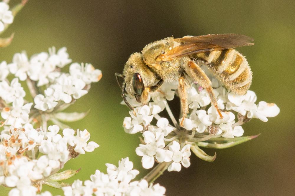 Seladonia subaurata (Rossi, 1792)
