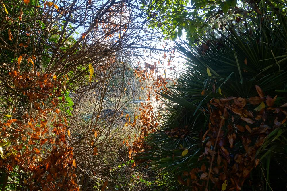 Épeire de l'Opuntia Cyrtophora citricola (Forskål, 1775)