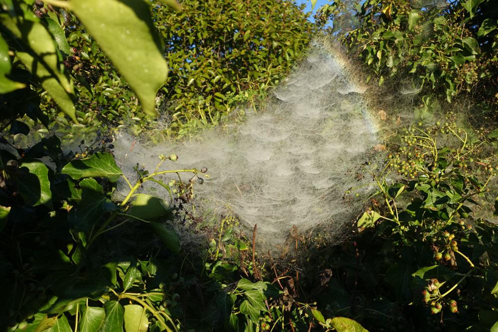 Épeire de l'Opuntia Cyrtophora citricola (Forskål, 1775)