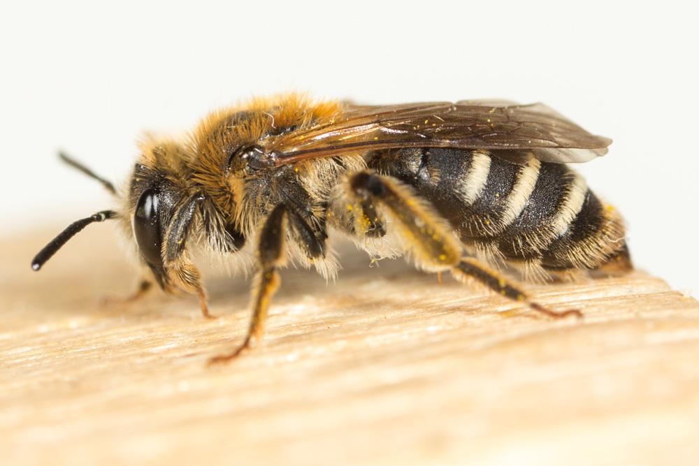 Andrena combinata (Christ, 1791)