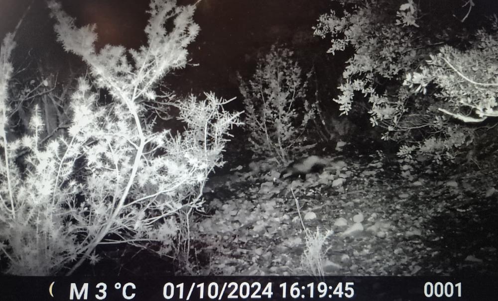 Blaireau européen Meles meles (Linnaeus, 1758)