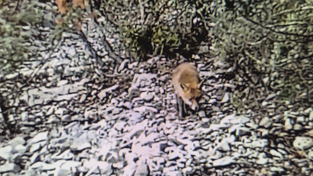 Renard roux Vulpes vulpes (Linnaeus, 1758)