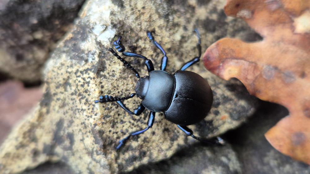 Crache-sang Timarcha tenebricosa (Fabricius, 1775)