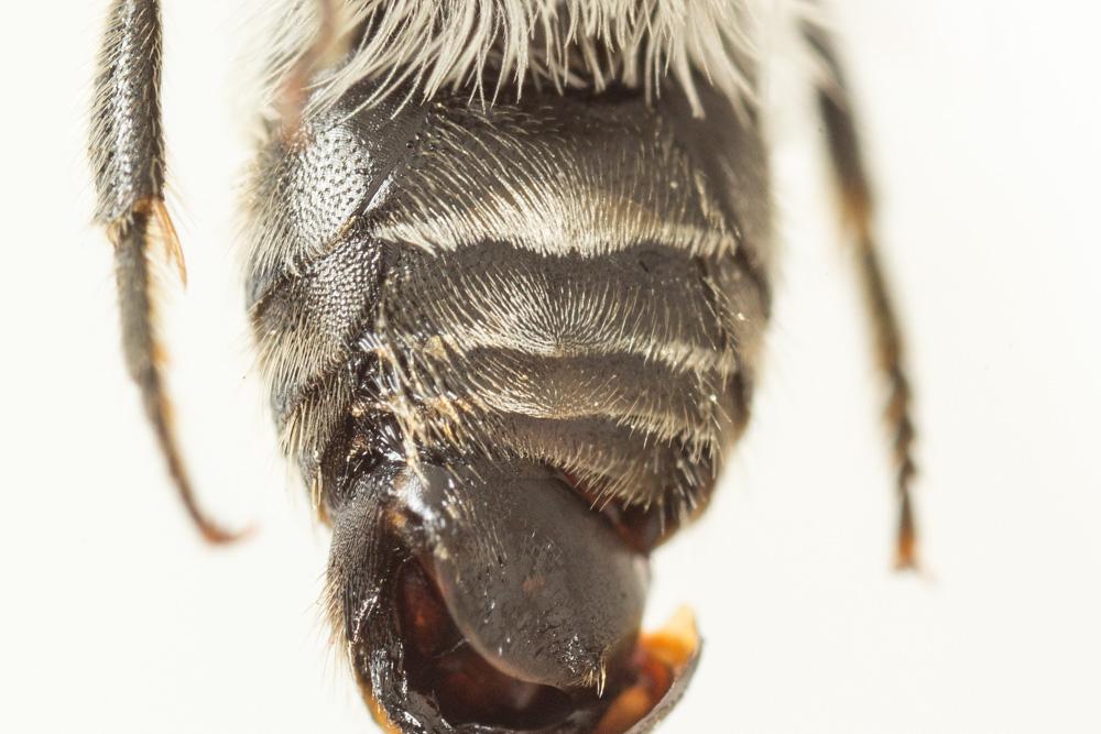  Colletes similis Schenck, 1853