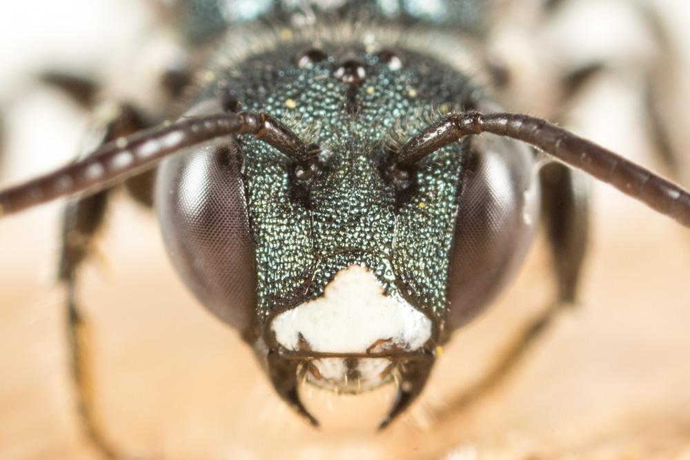 Le Cératine de Mocsary Ceratina mocsaryi Friese, 1896