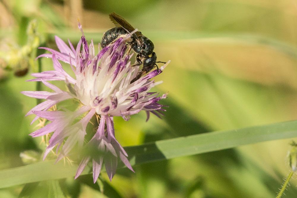 Le Cératine gravide Ceratina gravidula Gerstäcker, 1869