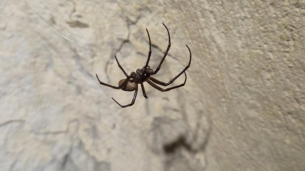 Le  Meta menardi (Latreille, 1804)