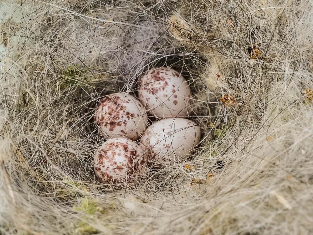 Mésange charbonnière Parus major Linnaeus, 1758