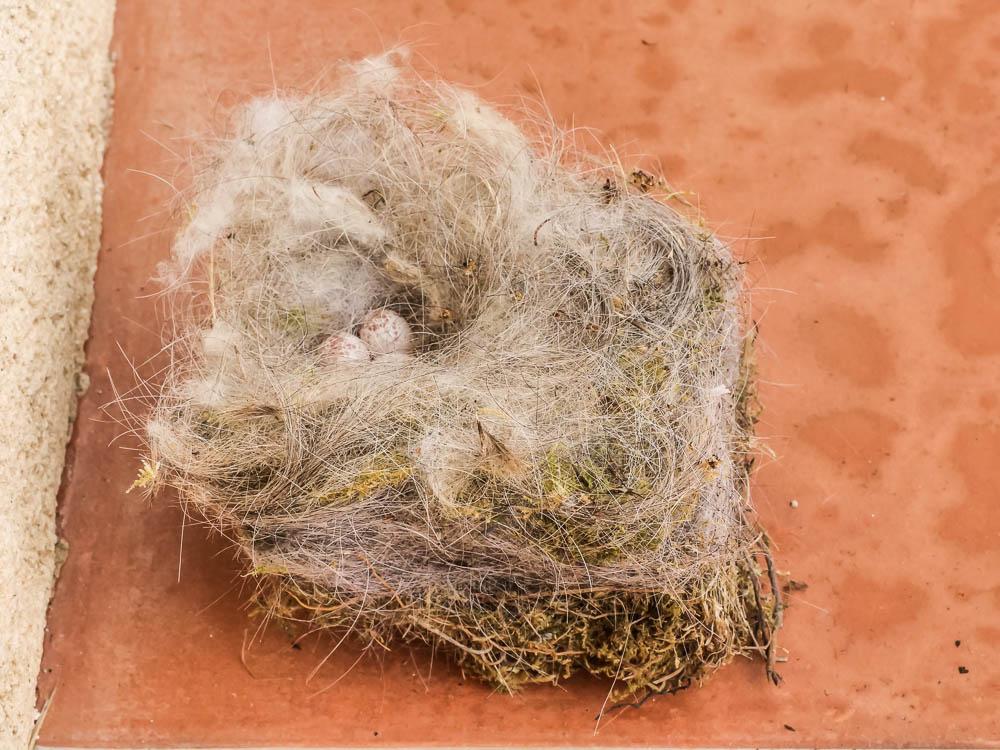 Mésange charbonnière Parus major Linnaeus, 1758